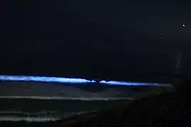 L. polyedra Bioluminescing at Scripps Institution of Oceanography on September 29, 2011 (exposure: 1 sec / F2.8 / ISO 6400)