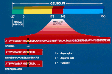 Diagram depicting gelsolin and the amyloid protein derived from it because of mutations in codon