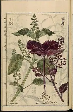 Leiden University Library - Seikei Zusetsu vol. 25, page 009 - 青蘇 - Perilla frutescens (L.) Britton, 1804