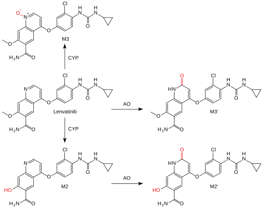 Lenvatinib is oxidized by cytochrome P450 enzymes (CYP), and further metabolized to the quinolinones M2' and M3' by aldehyde oxidase (AO).[11]