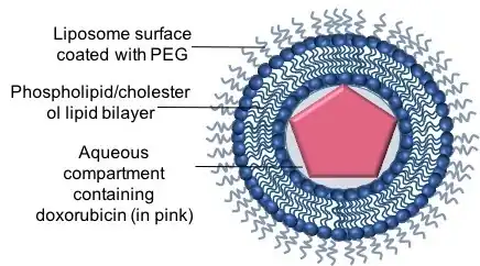 Schematic representation of pegylated liposomal doxorubicin