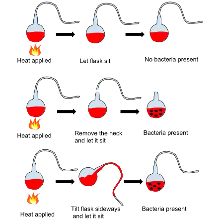 Louis Pasteur's spontaneous generation experiment illustrates that liquid nutrients are spoiled by particles in the air rather than the air itself, the results of these experiments supported the germ theory of disease.