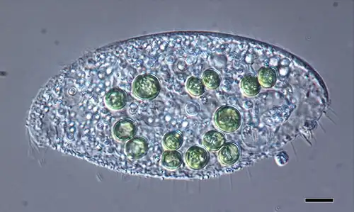 Species of Loxodes containing significantly large green-colored algae. Scale bar: 10 μm.