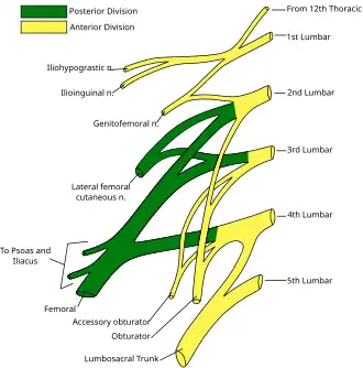 Plan of lumbar plexus.