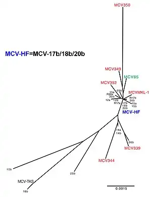 A complete MCV genome was designed from multiple Merkel Cell carcinoma tumors and normal human tissues.[19]