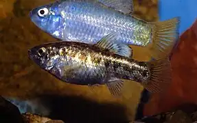 Desert pupfish