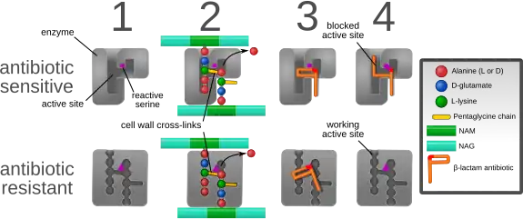 Diagram depicting antibiotic resistance through alteration of the antibiotic's target site, modeled after MRSA's resistance to penicillin. Beta-lactam antibiotics permanently inactivate PBP enzymes, which are essential for bacterial life, by permanently binding to their active sites. MRSA, however, expresses a PBP that does not allow the antibiotic into its active site.