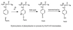 Hydroxylation of phenylalanine to tyrosine.
