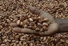 Hand holding brown beans up, with many more behind the hand. The beans have what looks to be a slightly slimy film remaining on parts