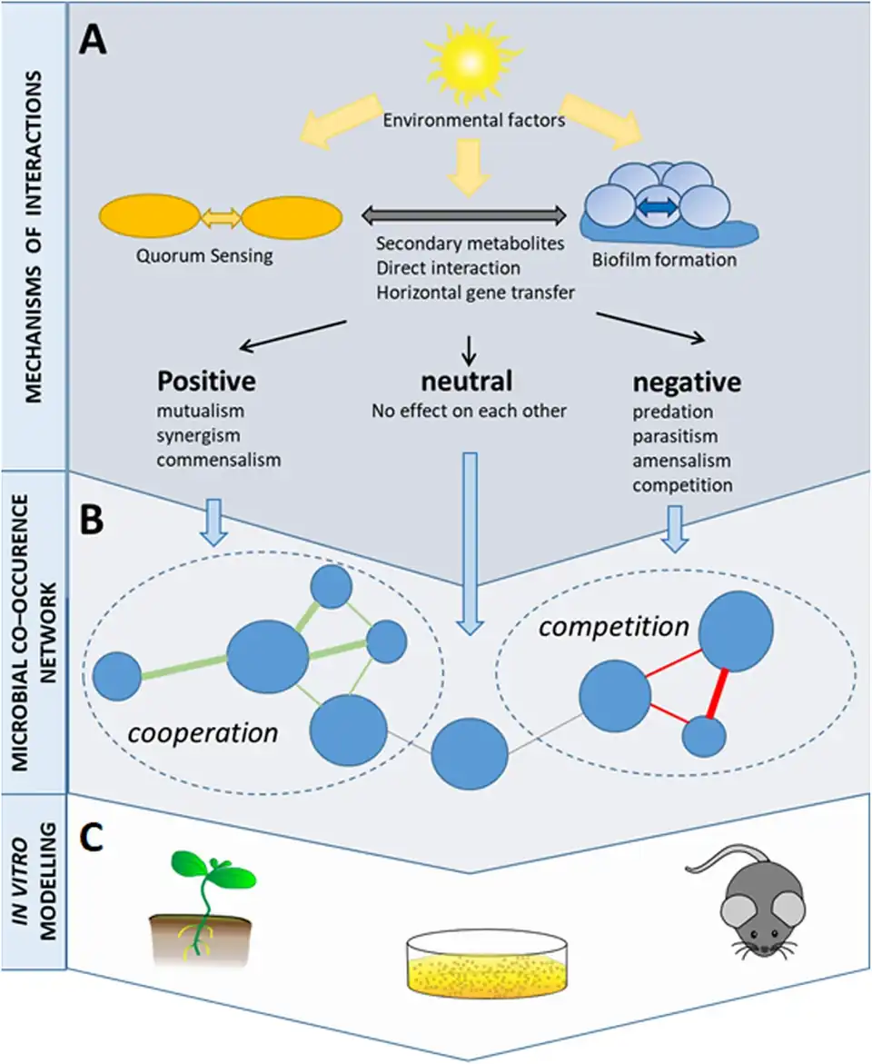 Co-occurrence networks help visualising microbial interactionsNodes usually represent taxa of microorganisms, and edges represent statistically significant associations between nodes.–––––––––––––––––––––––––––Testing of the hypotheses resulted from the network analyses is required for a comprehensive study of microbial interactions.