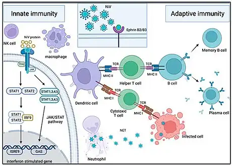 Mechanism of host immune response in NiV infection[20]