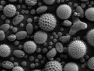 An image of pollen taken from a scanning electron microscope