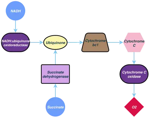 Flowchart of the respiratory electron transport chain of a mitochondrion. It shows two different entry points – one from the top left corner and another from the bottom – and one "O2" exit point. The long or central chain has a pathway starting at the top left corner with NADH, leading downwards to NADH:ubiquinone oxidoreductase, then leftwards to Ubiquinone, then again to Cytochrome bc1, then to Cytochrome C, then downwards to Cytochrome C oxidase, and then to O2. The second pathway starts at the bottom with Succinate, leading upwards to Succinate dehydrogenase, and then it converges with the central chain at Ubiquinone.