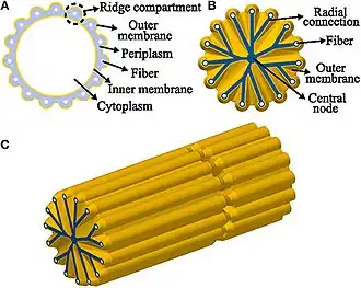Model representation of a cable bacteria cell