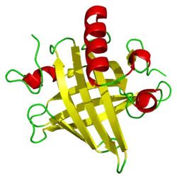 A ribbon diagram of a mouse major urinary protein, containing eight beta sheets and four alpha helices.