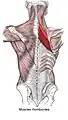 Rhomboid muscles.