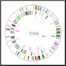 Gene map of "Mycoplasma genitalium". Circularly arranged coloured bands are the genes (525 in number) in their position in the DNA. The genome has 580,070 base pairs (580 kb).