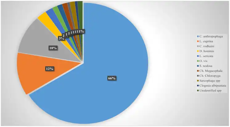 Diversity and prevalence of human myiasis–causing fly species.[56]