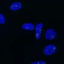 Paraspeckles visualized by single-molecule FISH against NEAT1