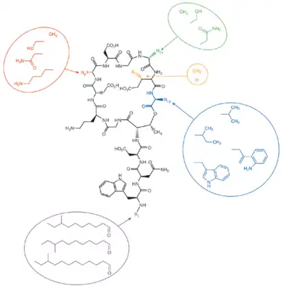 Figure 9. Combinatorial biosynthesis of lipopeptide antibiotics related to daptomycin. Position 8, which typically has D-Ala in daptomycin, was modified by module exchanges to contain D-Ser, D-Asn or D-Lys; position 11, which naturally has D-Ser, was modified by module exchanges to consist of D-Ala or D-Asn; position 12, which normally has 3-methyl-L-Glu, was modified by deletion of the methyltransferase gene to possess L-Glu; position 13, which normally has L-kynurenine (L-Kyn), was modified by subunit exchanges to contain L-Trp, L-Ile or L-Val; position 1 usually includes the anteiso-undecanoyl, isododecanoyl and anteiso-tridecanoyl fatty acyl groups. All of these alterations have been combinatorialized.