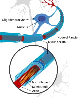 A neuron of the CNS, myelinated by an oligodendrocyte