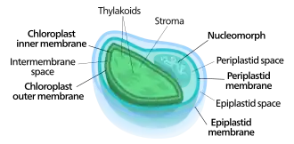 Diagram of a four membraned chloroplast containing a nucleomorph. Such a layout results from secondary endosymbiosis.