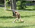 A lar gibbon running upright on ground