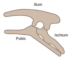 Ornithischian pelvic structure (left side)