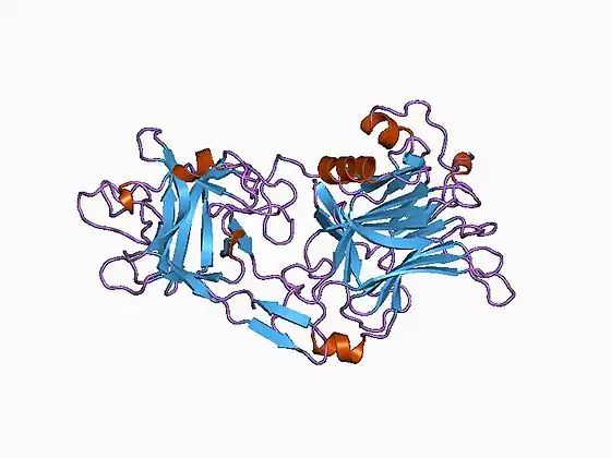 Tetanus Toxin Heavy Chain C Fragment(Exotoxin)