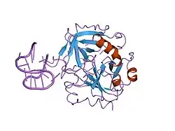 1hap: COMPLEX OF HUMAN ALPHA-THROMBIN WITH A 15MER OLIGONUCLEOTIDE GGTTGGTGTGGTTGG (BASED ON X-RAY MODEL OF DNA)