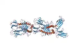 1im9: Crystal structure of the human natural killer cell inhibitory receptor KIR2DL1 bound to its MHC ligand HLA-Cw4