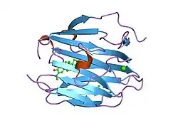 1lhw: CRYSTAL STRUCTURE OF THE N-TERMINAL LG-DOMAIN OF SHBG IN COMPLEX WITH 2-METHOXYESTRADIOL