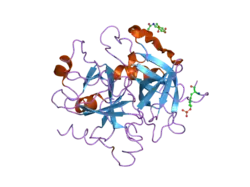 1twx: Crystal structure of the thrombin mutant D221A/D222K
