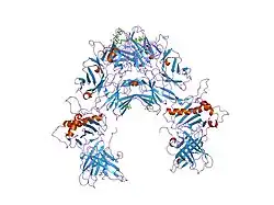 1ypz: Immune receptor
