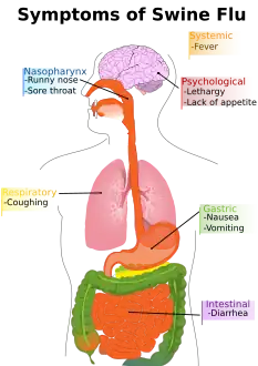Main symptoms of swine flu in humans[34]