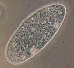 "Paramecium aurelia"