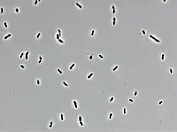 Bacteria
