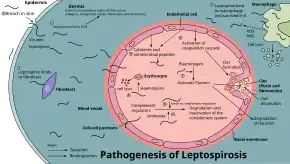 Diagram showing the pathogenesis of leptospirosis