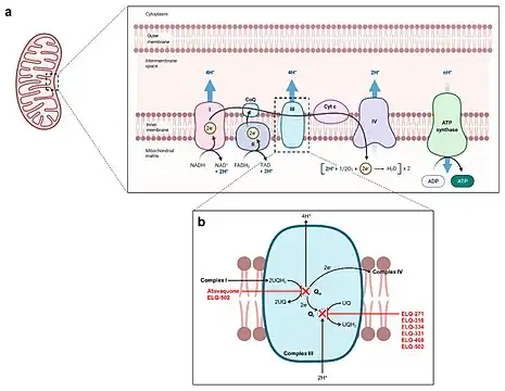 (Proposed) mechanism of action of atovaquone and endochin-like quinolones in Babesia mitochondrion[38]