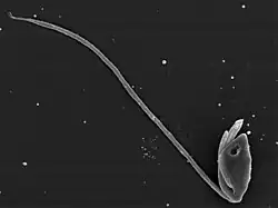 Percolomonas sp. (Percolozoa)