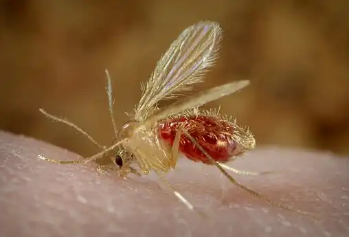 Phlebotomus papatasi taking a bloodmeal