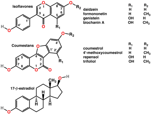 Polyphenols include phytoestrogens (top and middle), mimics of animal estrogen (bottom).