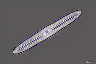 There are over 100,000 species of diatoms accounting for 25–45% of the ocean's primary production