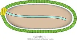 Pithovirus Virion diagram