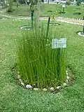 Cyperus giganteus