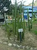 Echinopsis pachanoi