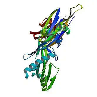 3D structure of pneumolysin