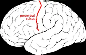 Precentral sulcus