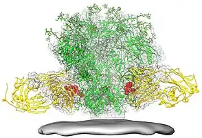 A diagram of the HIV spike protein (green), with the fusion peptide epitope highlighted in red, and a broadly neutralizing antibody (yellow) binding to the fusion peptide