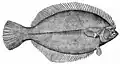 Flatfish are asymmetric, with both eyes lying on the same side of the head.